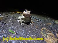 /home//u458753944/public_html/sourcegallery////McKaig Nature Center/2020-10-11/PA110728.JPG
